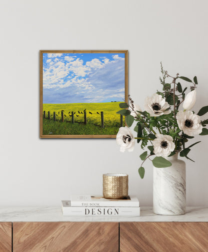 Blackbird Chorus - a fine art print of crows on a wire fence in front of a canola field on a bright sunny day with frame